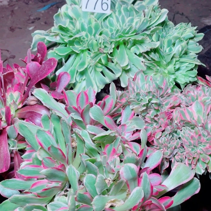 开*多肉植物组合776