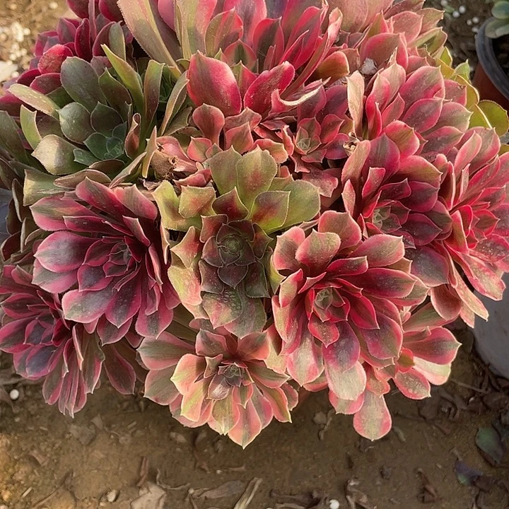 无花朵310女妖对肉植物