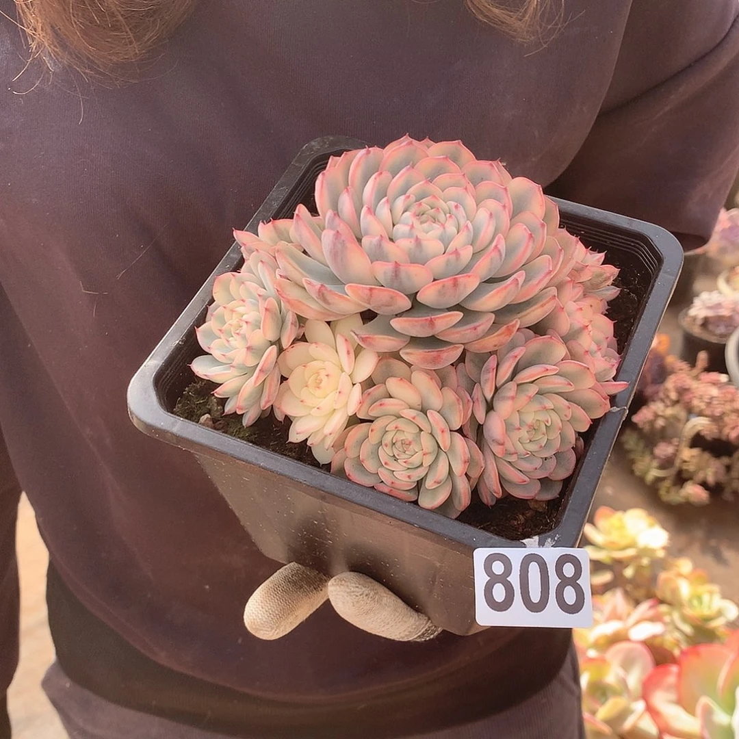 808姬莲锦 一物一拍多肉