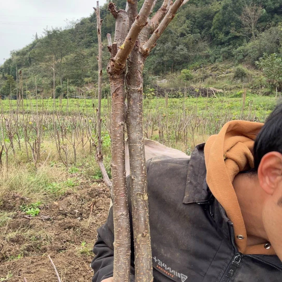 御***！当前无花栽培后可以开花63包活一年