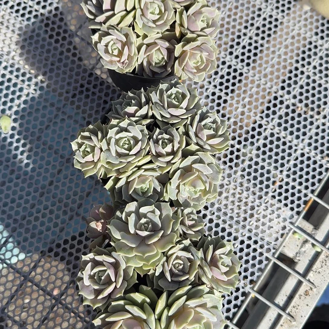 多头露娜莲多肉植物