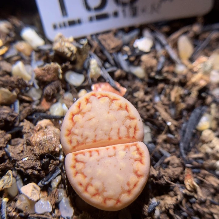 精品生石花33.185