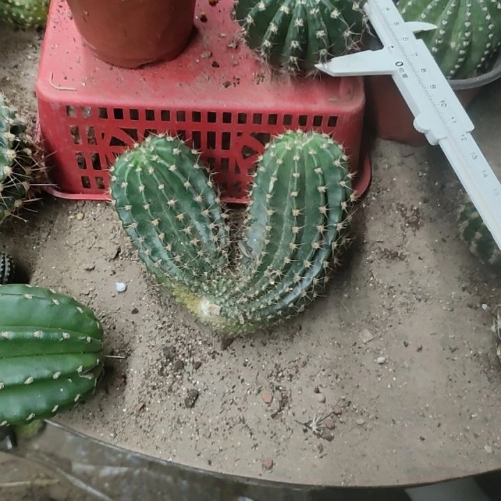仙人球彩草紫烟双头侧芽