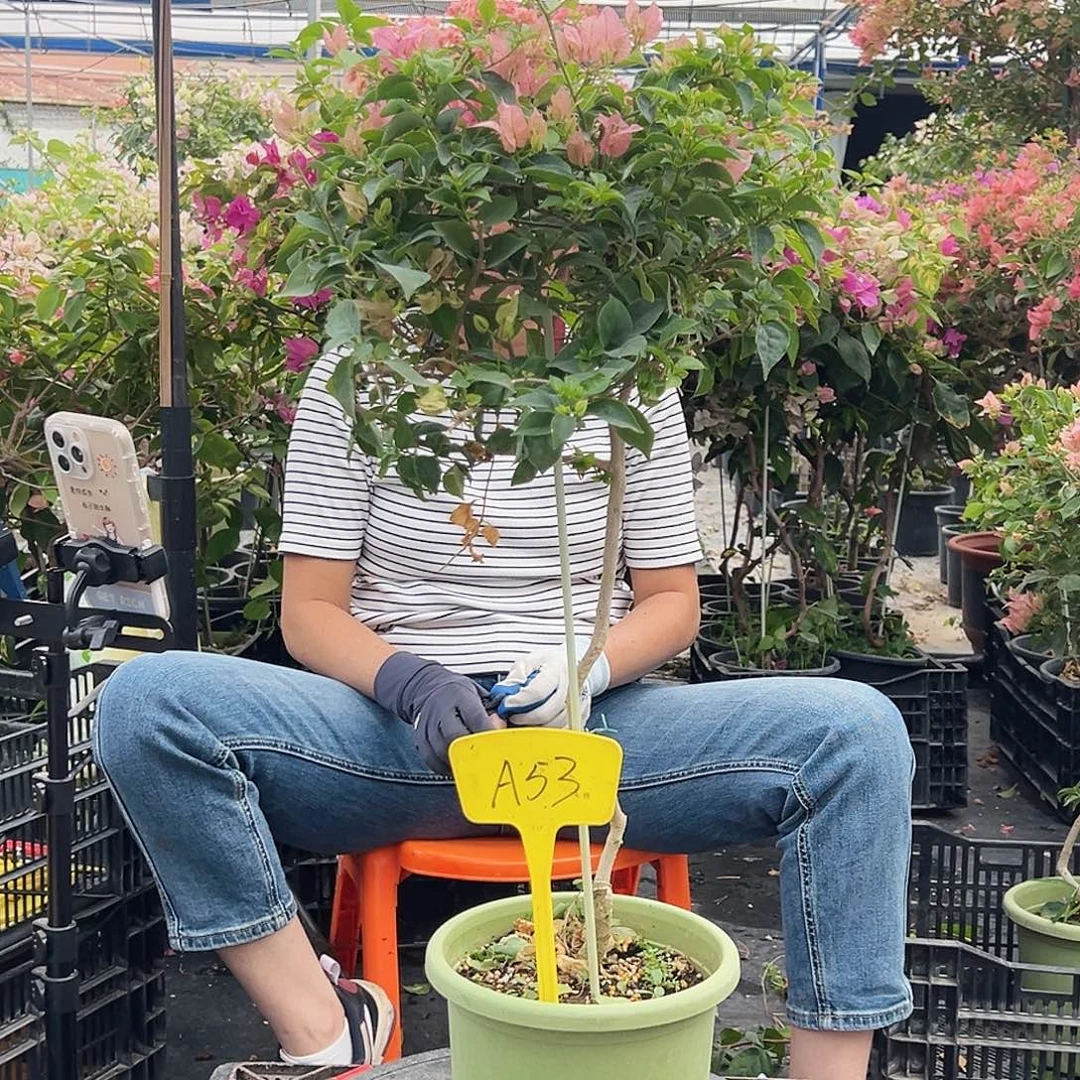 日***山大部分花苞少量开放A53魔法