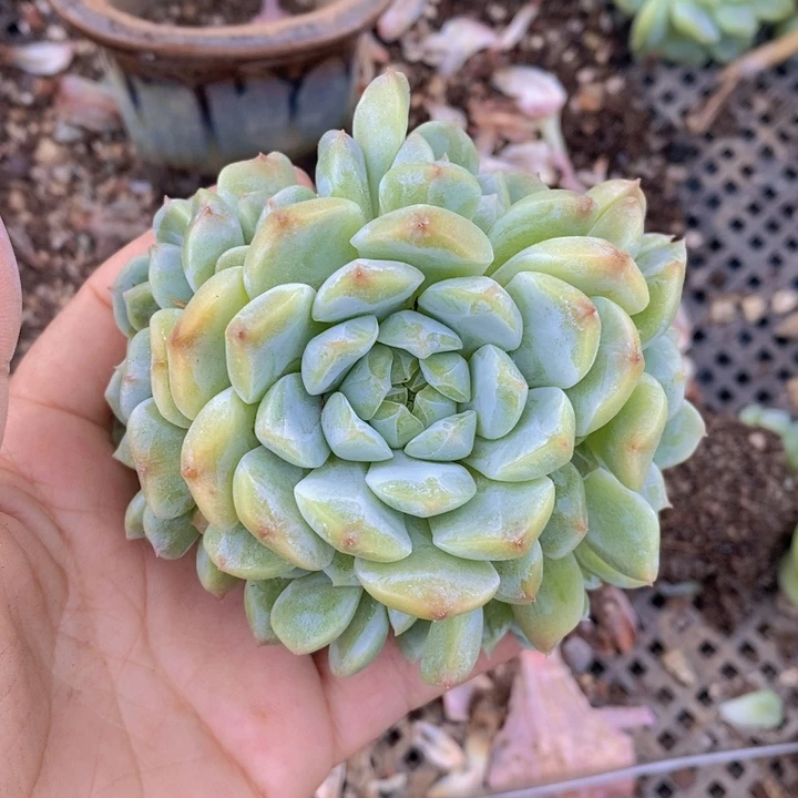冰魄手捧花10头111