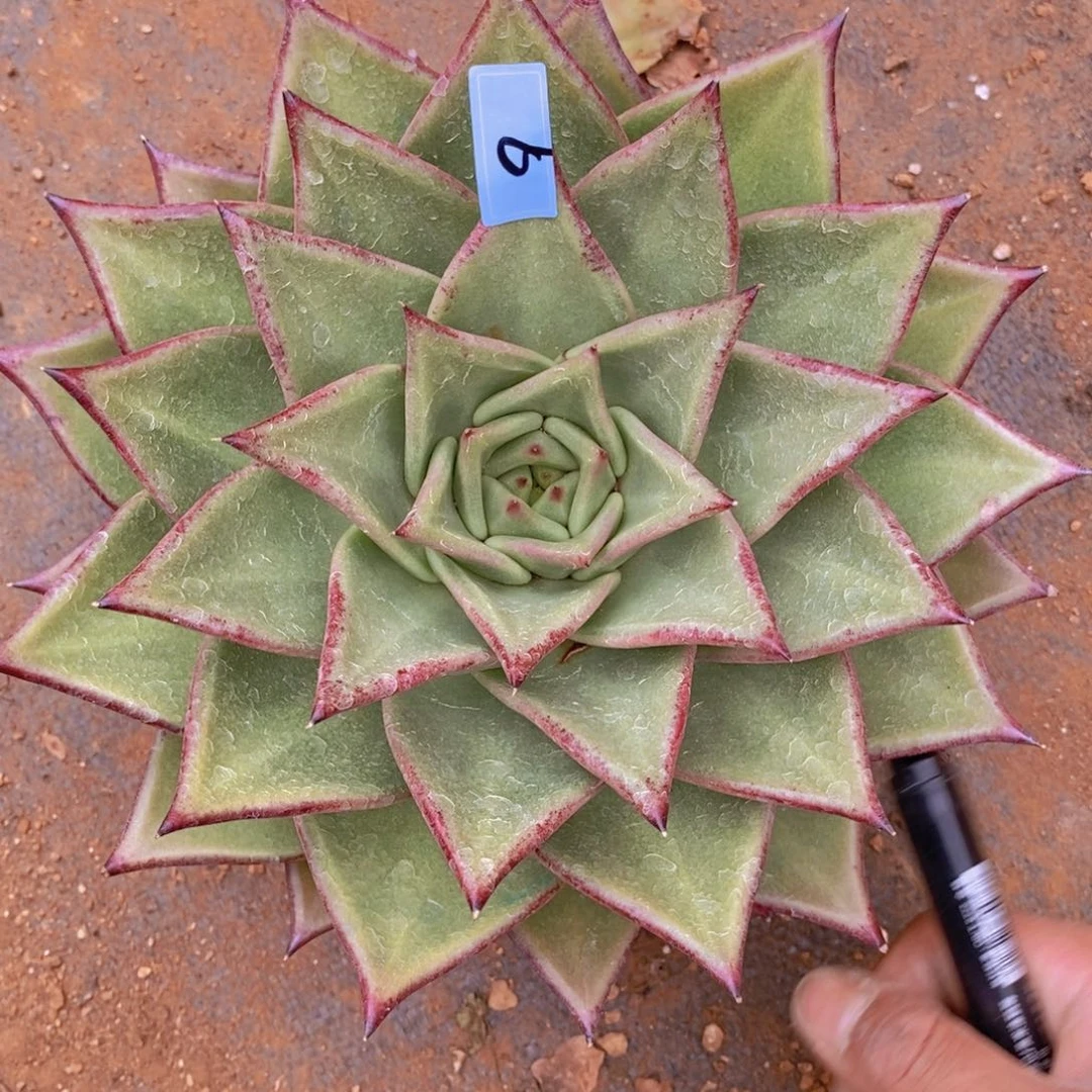 王***林东云大漏9