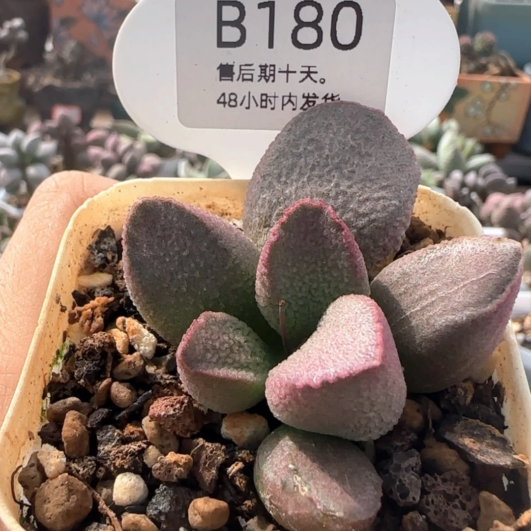 赛猪肝。   180。