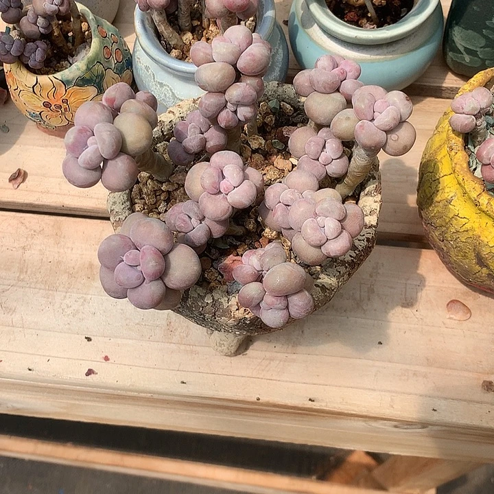 *****好啦累了就来咯额累了了咯熬夜啦咯啦
