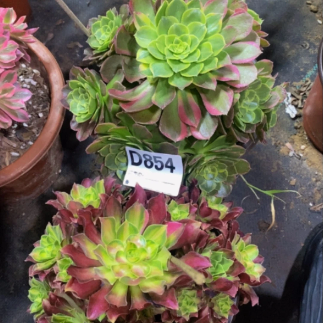 【闪购商品】美好854