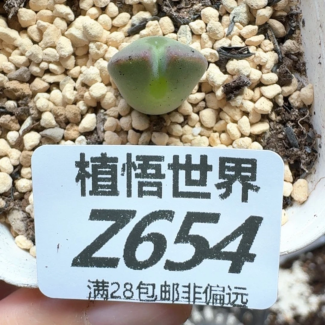 多肉植物的人生fgh