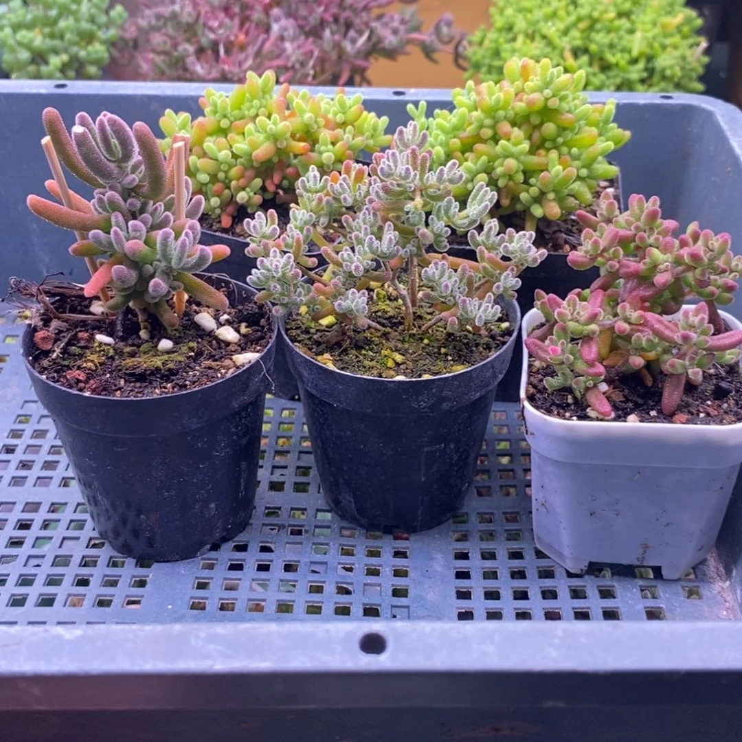 青**孩298五颗福利。