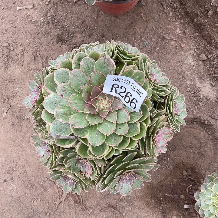 266莲花坐多肉植物