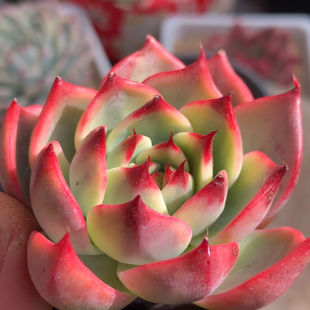 桃花锦锦锦锦集锦锦集