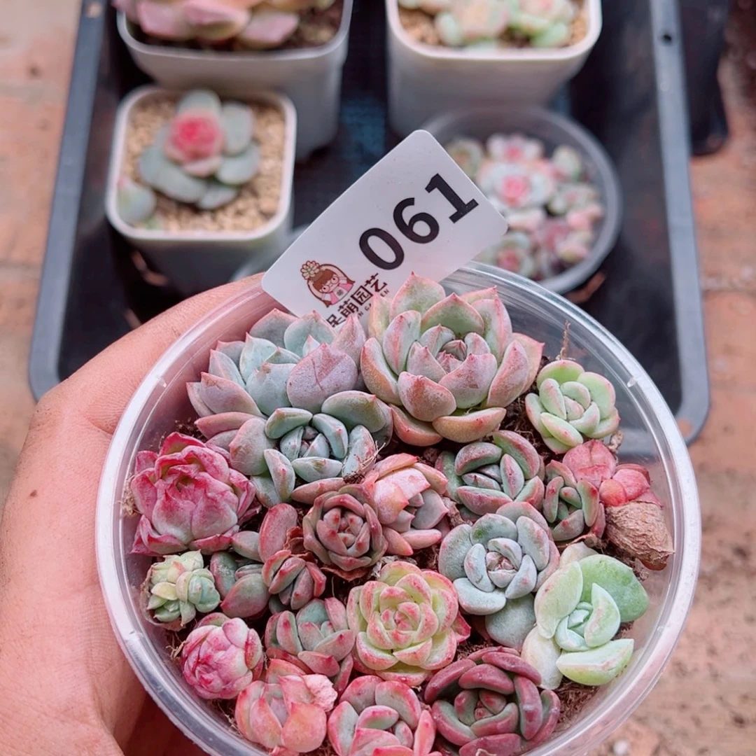 多肉植物多肉植物