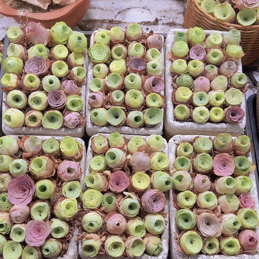 中号苗没有框40个