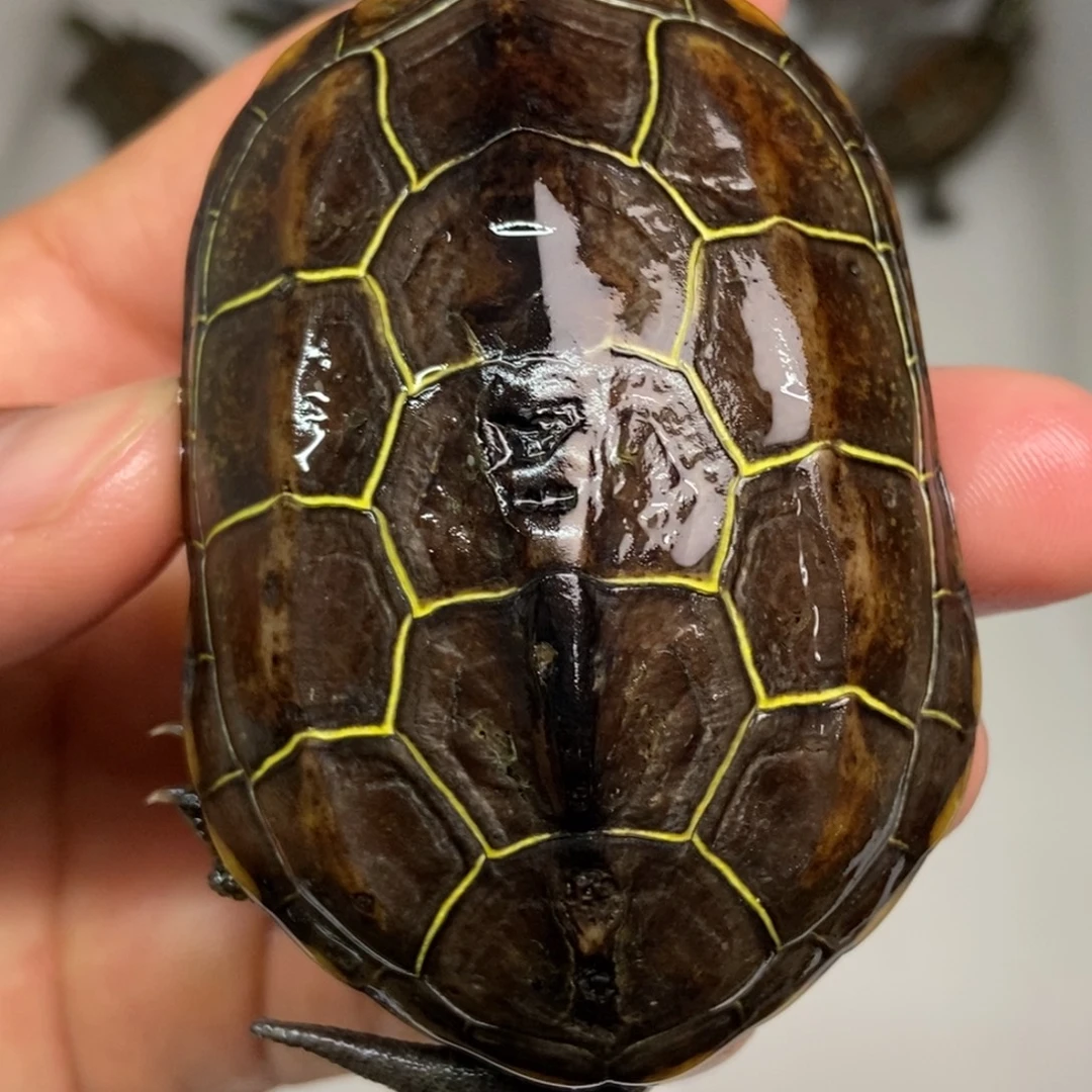 中华草龟不分公母