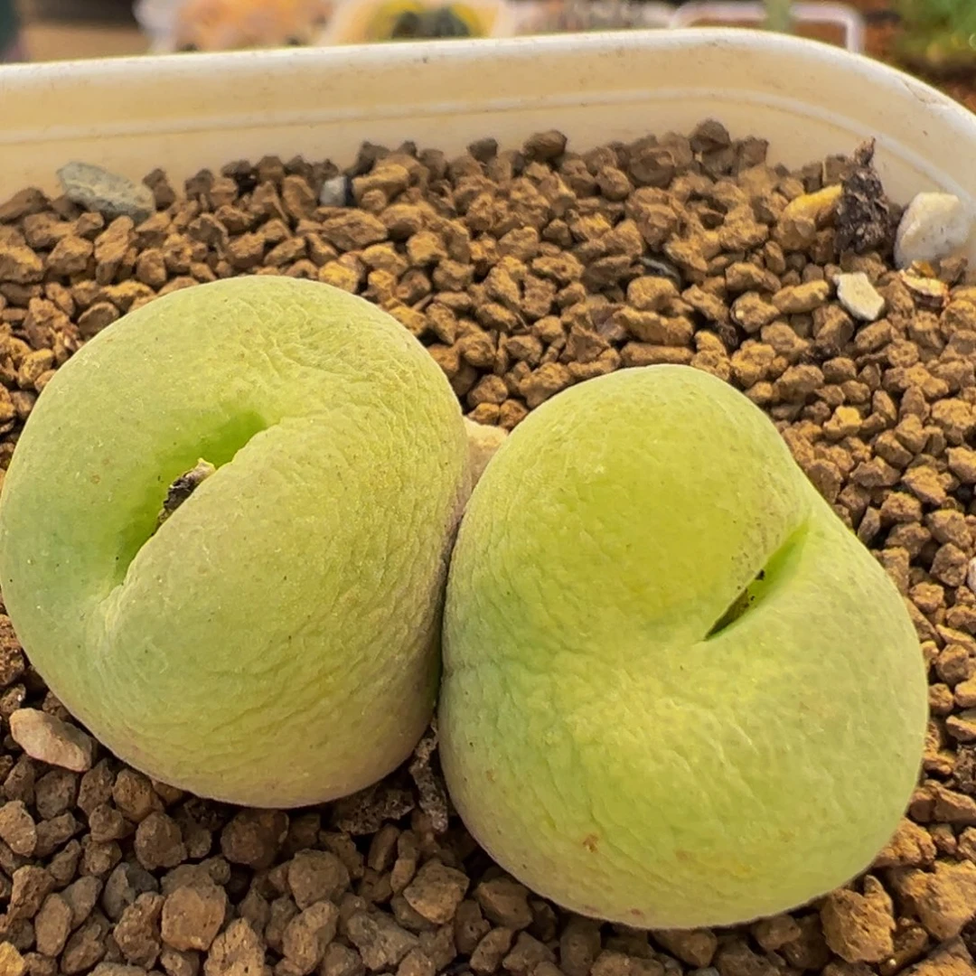 147多肉植物百科知识