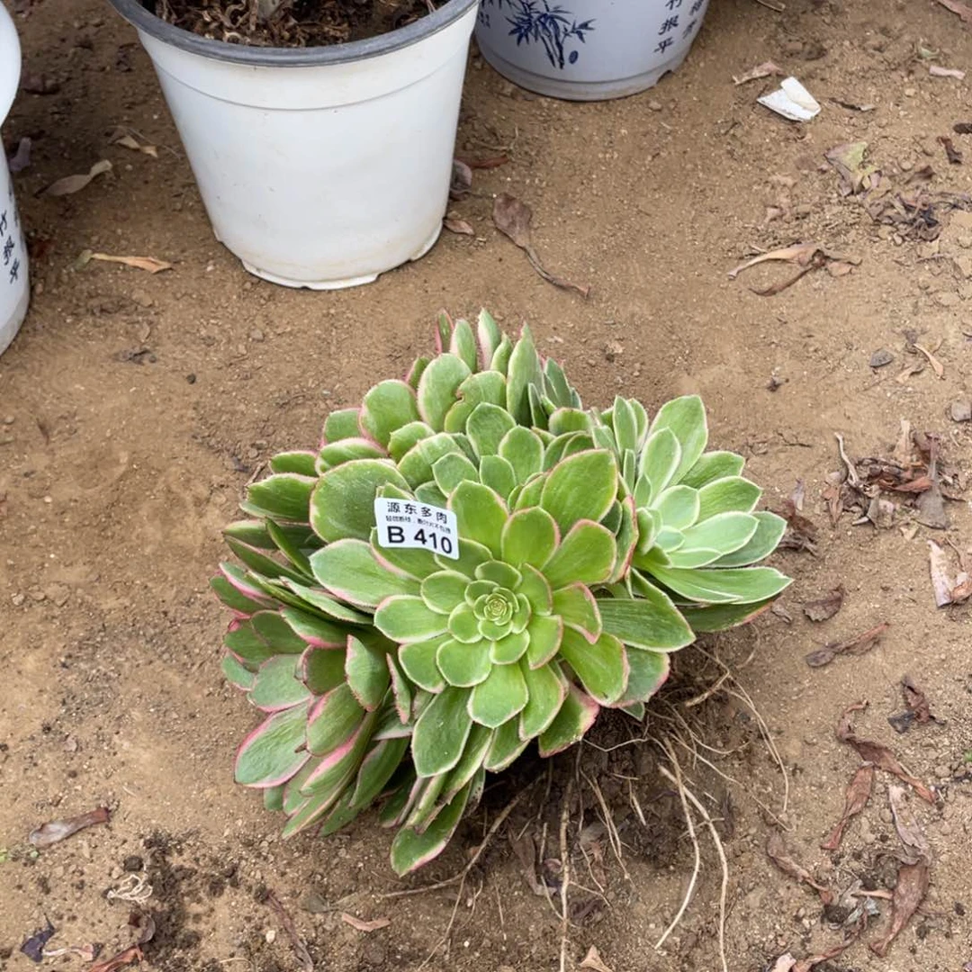 410粉花妖多肉法师断枝不包量