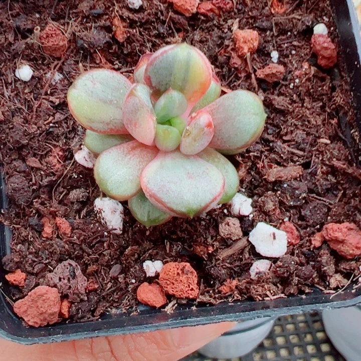葡萄锦多肉植物309