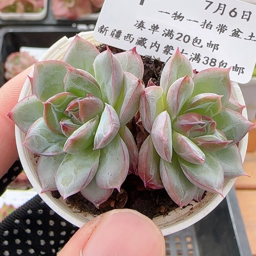 多肉0706-71暗纹边线