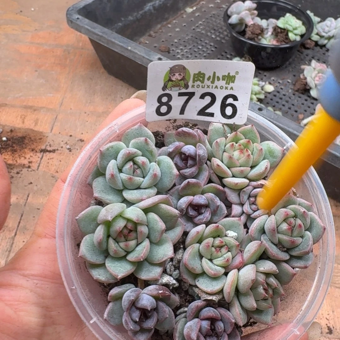 多肉植物多肉植物