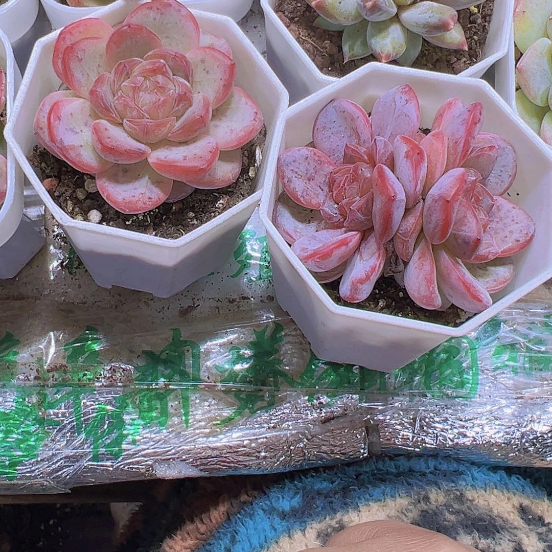 粉星星珍妮一单一双19包邮