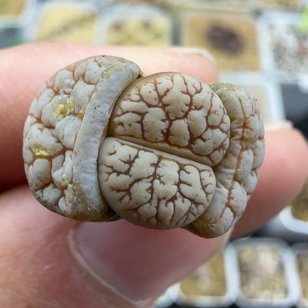 618 荒清框福利30包邮