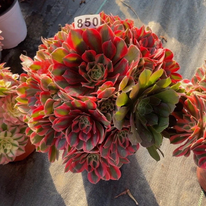 850老庄多肉法师女妖