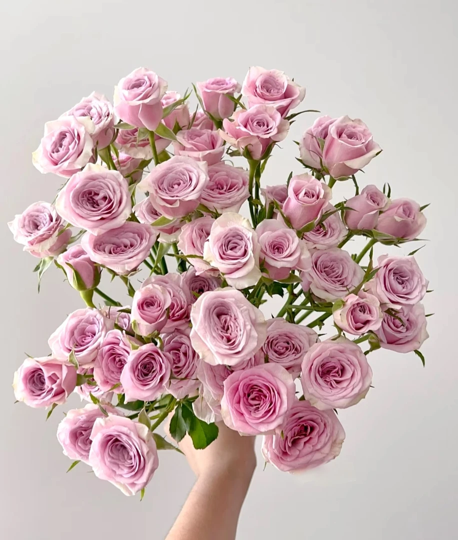 【九里花田】多头玫瑰莱拉-基地现采现发-1单发申通2单发顺丰