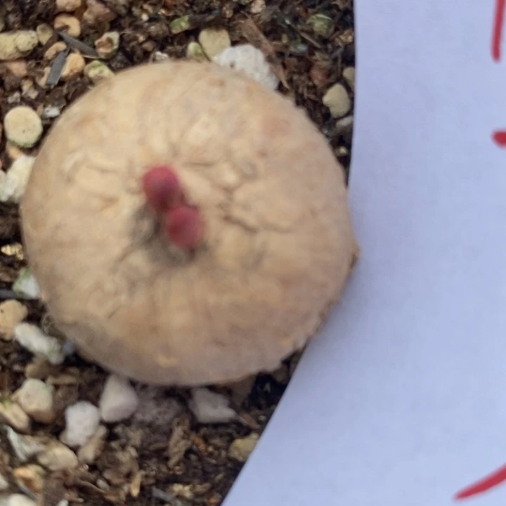 1854玫瑰大戟一颗