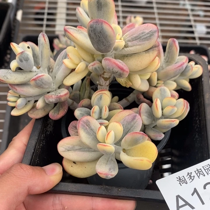福娘锦多肉植物A1284
