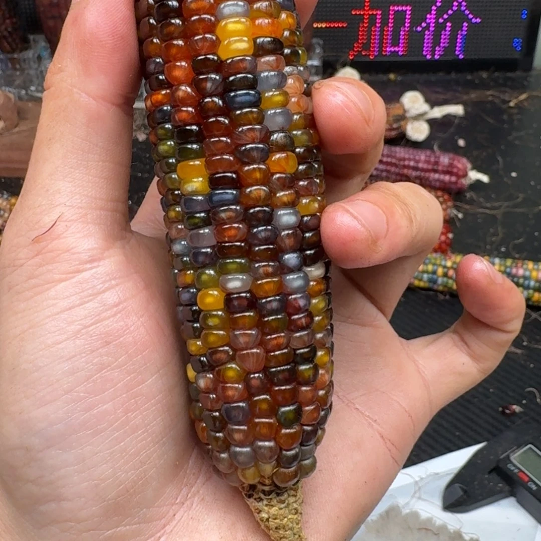 柏香籽/百香籽吊坠我****啦