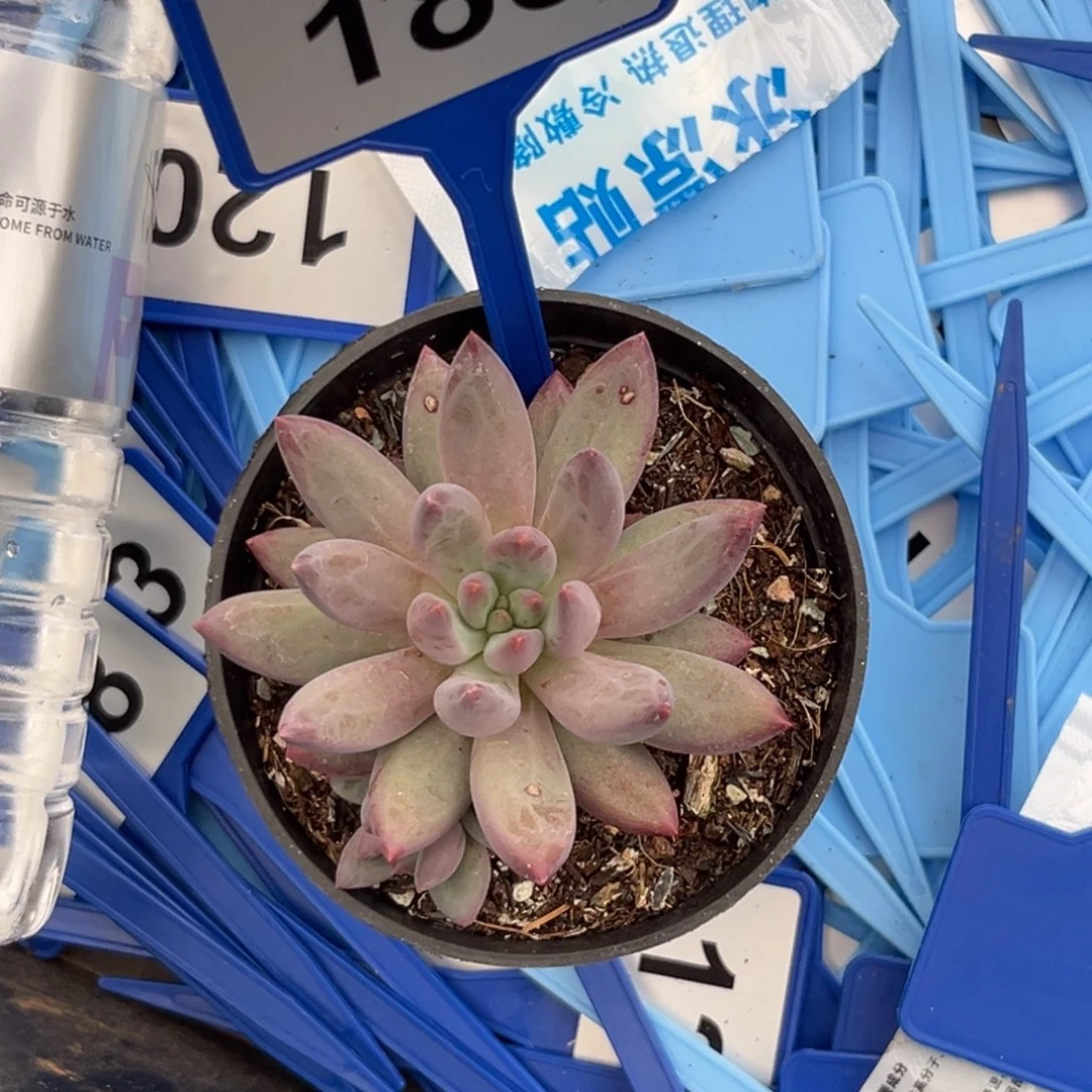 多肉植物虞美人185