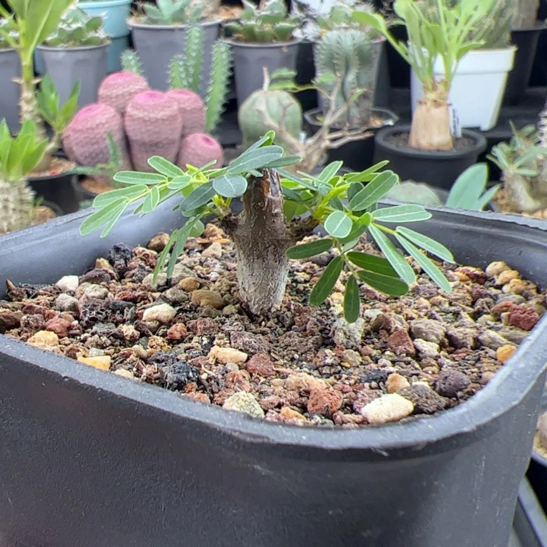 沙漠苏木实生一物一拍带盆发