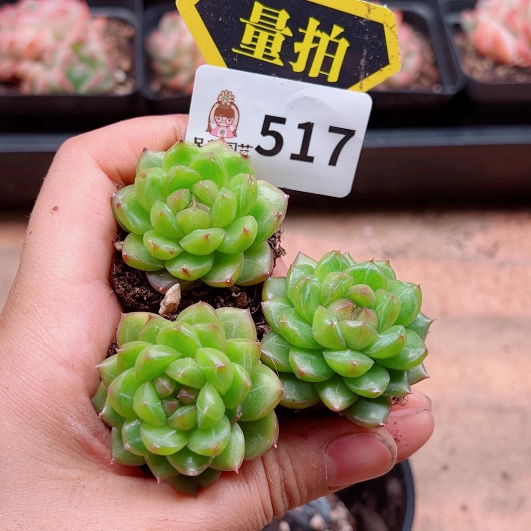 多肉植物多肉植物