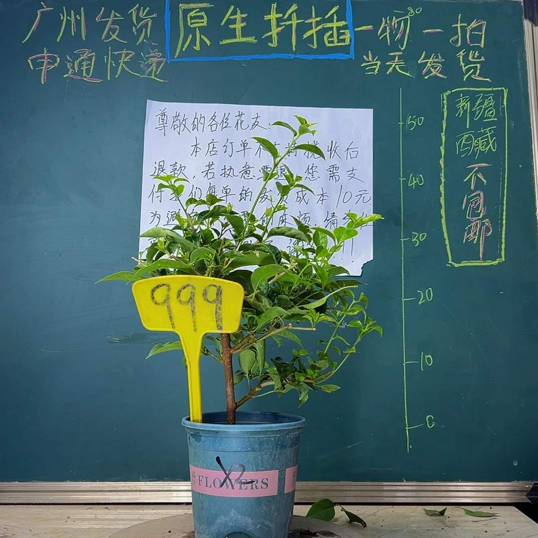 当前无花栽培后可以开花  雪紫  999