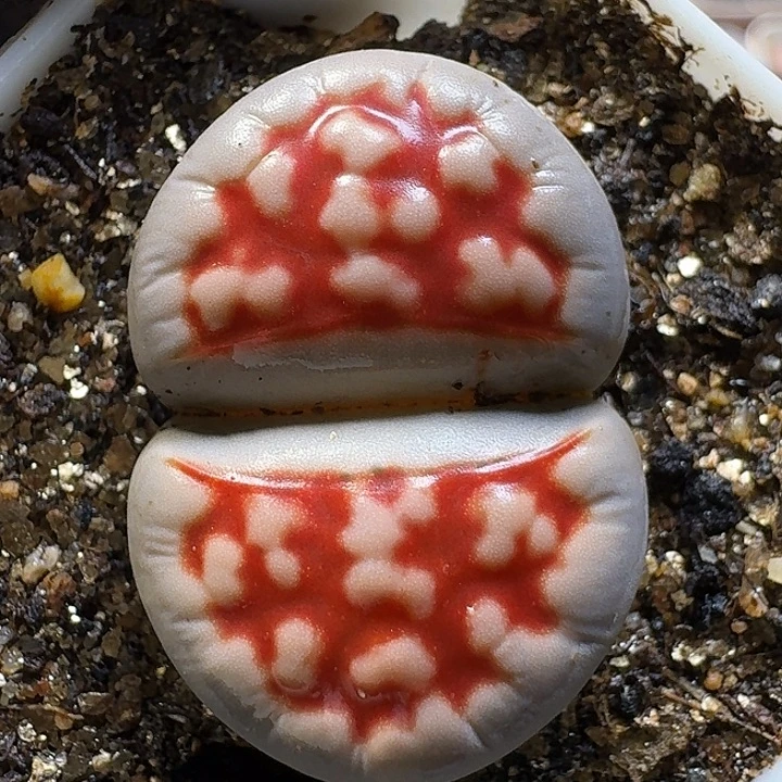 生石花1111111。   259