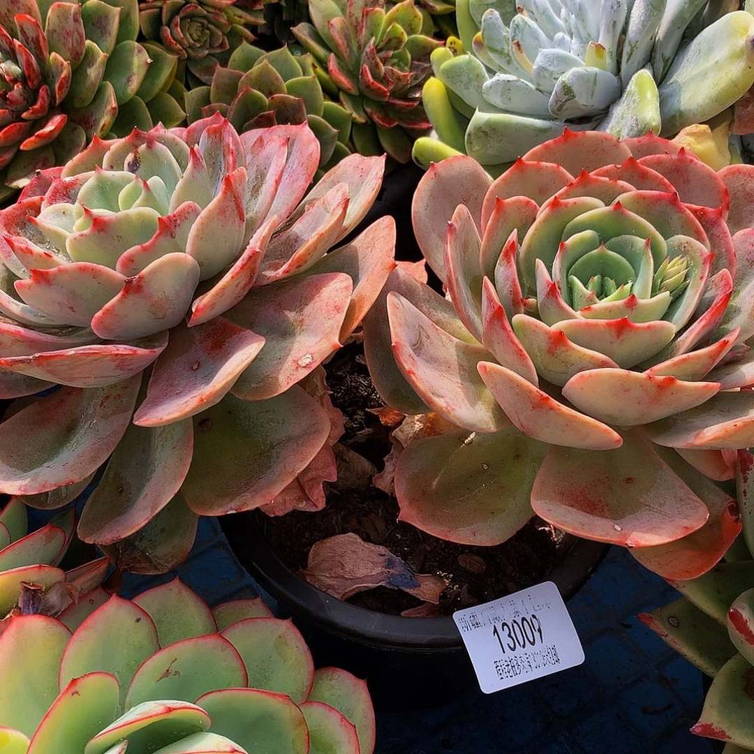 下***福白雪公主13009多肉多肉