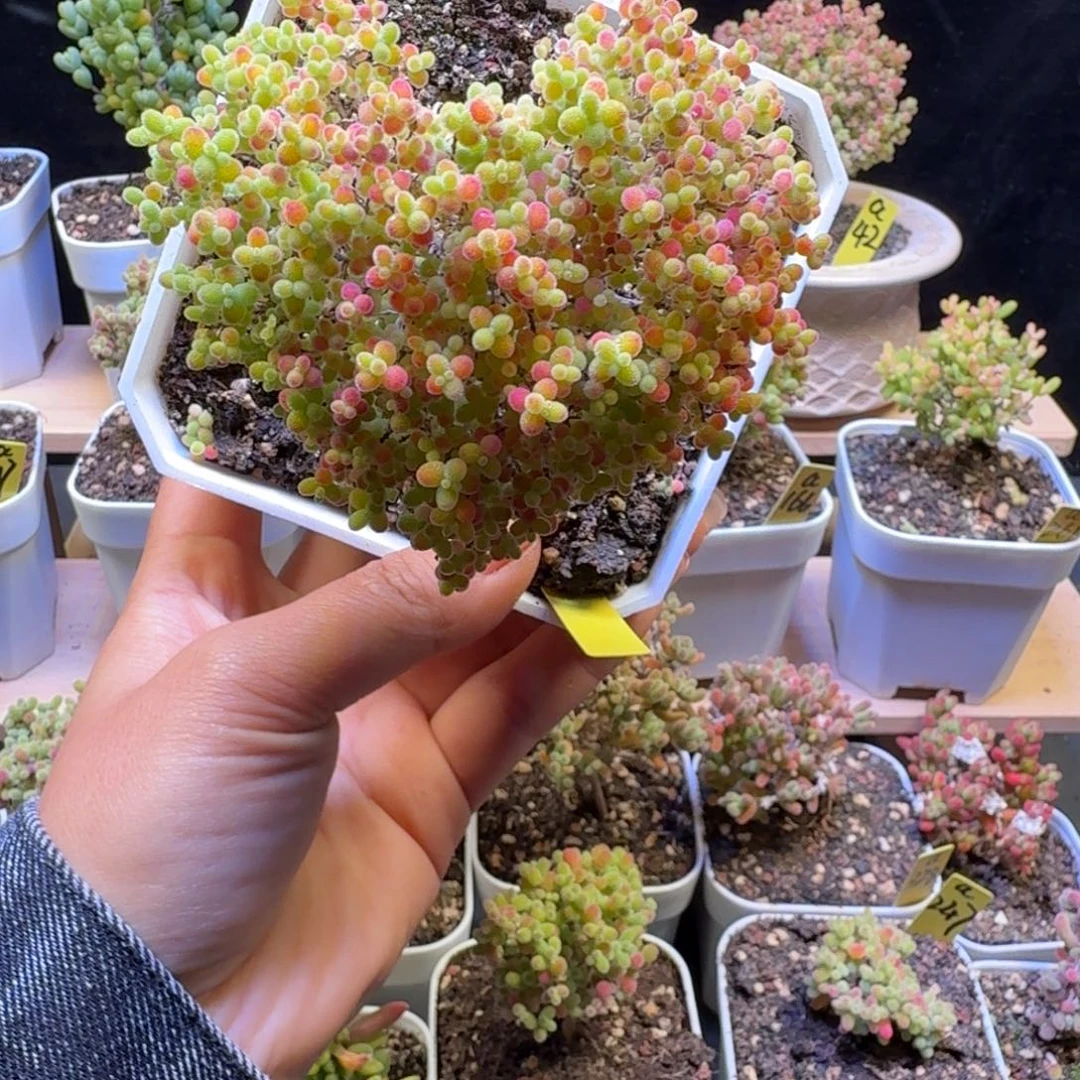 a210号蜜橘冠服8厘米左右爱心造型