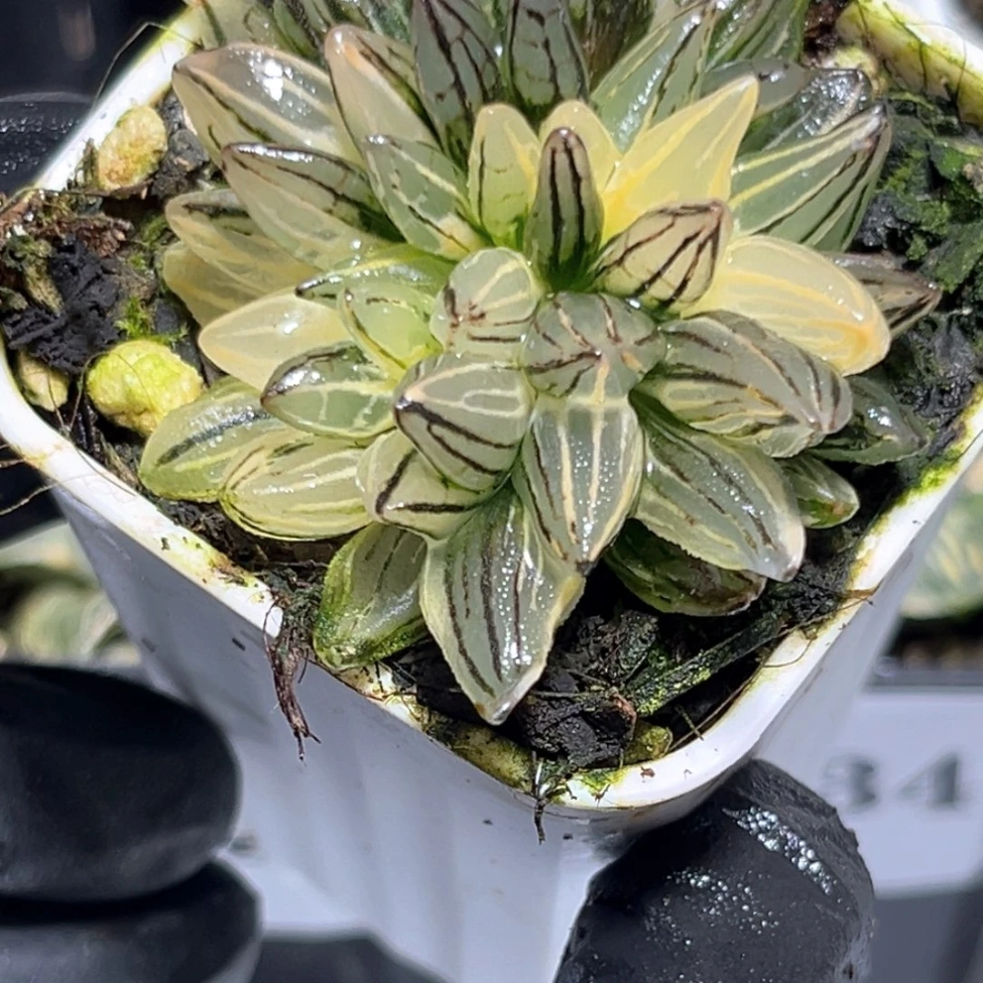 恭喜发财大吉大利4560