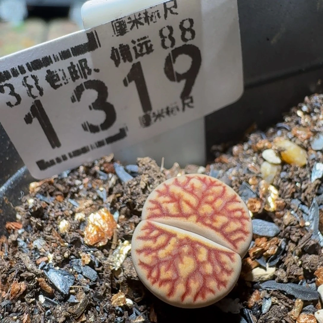Sssss精品生石花1319