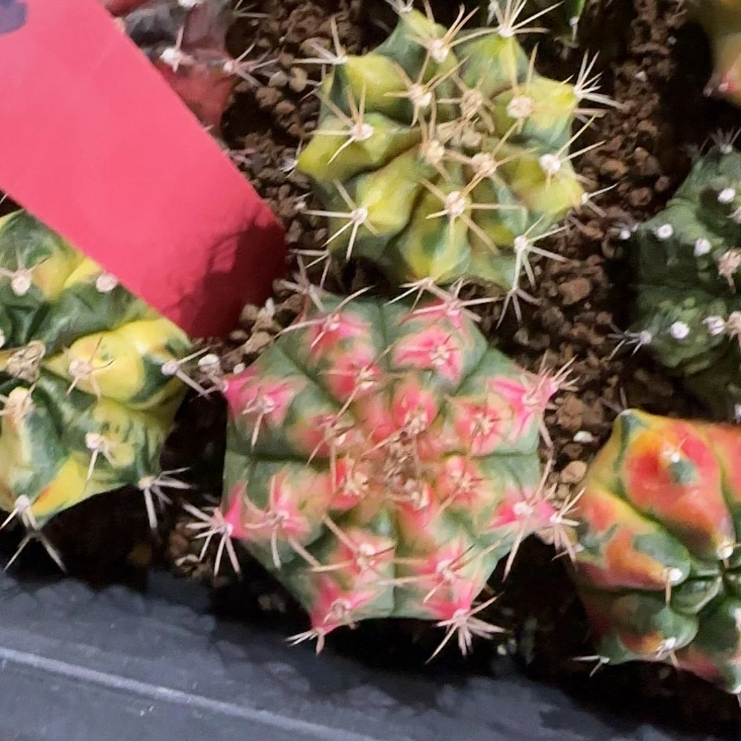 683-0510泰国发货