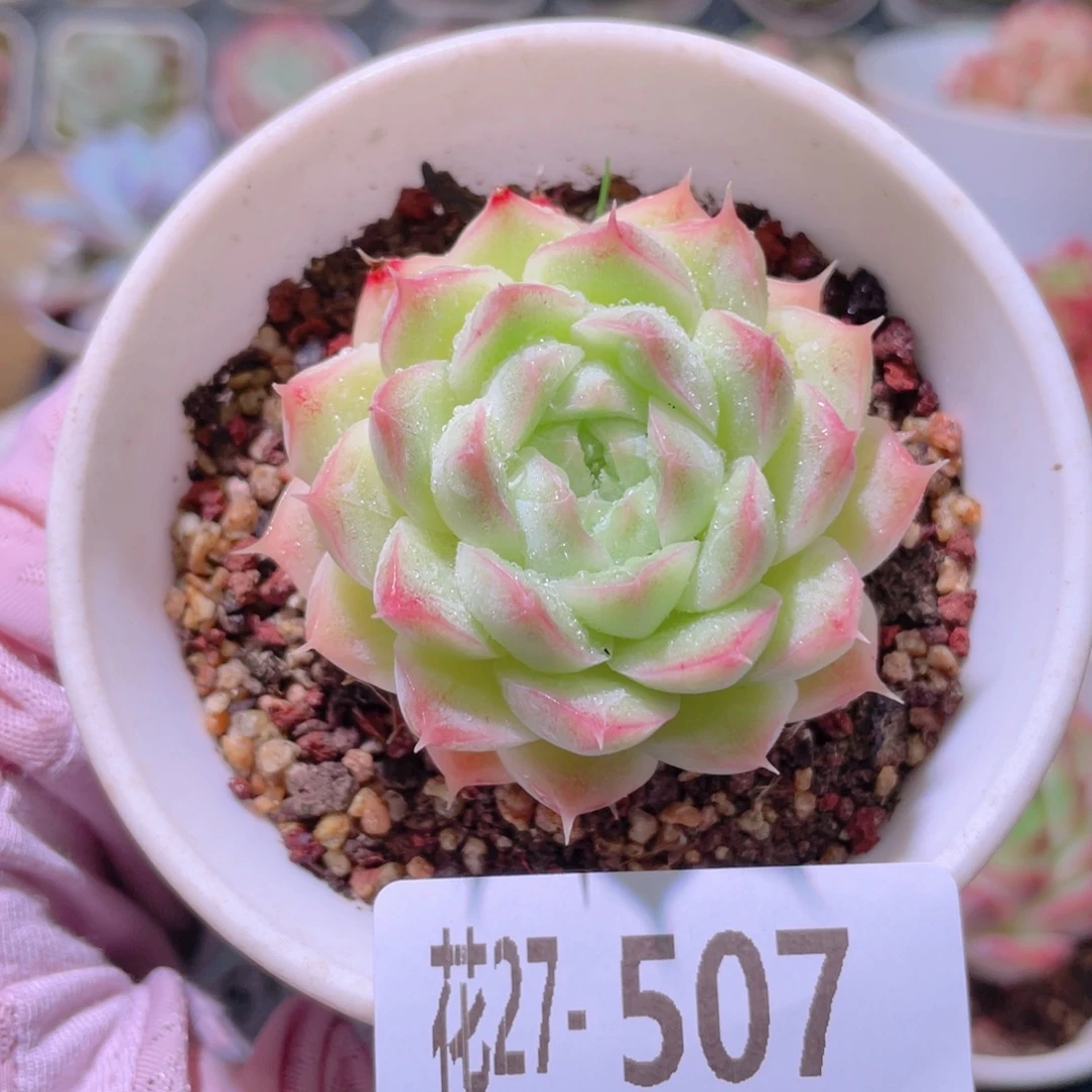 花利美27-507麦秆