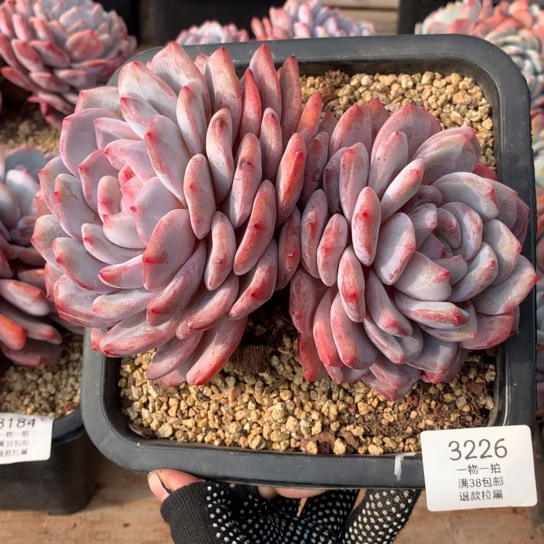 18厘米双头有砍橙梦露3226