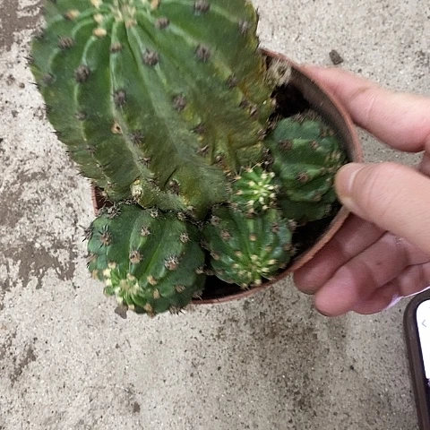 紫粉绿猴,25789000