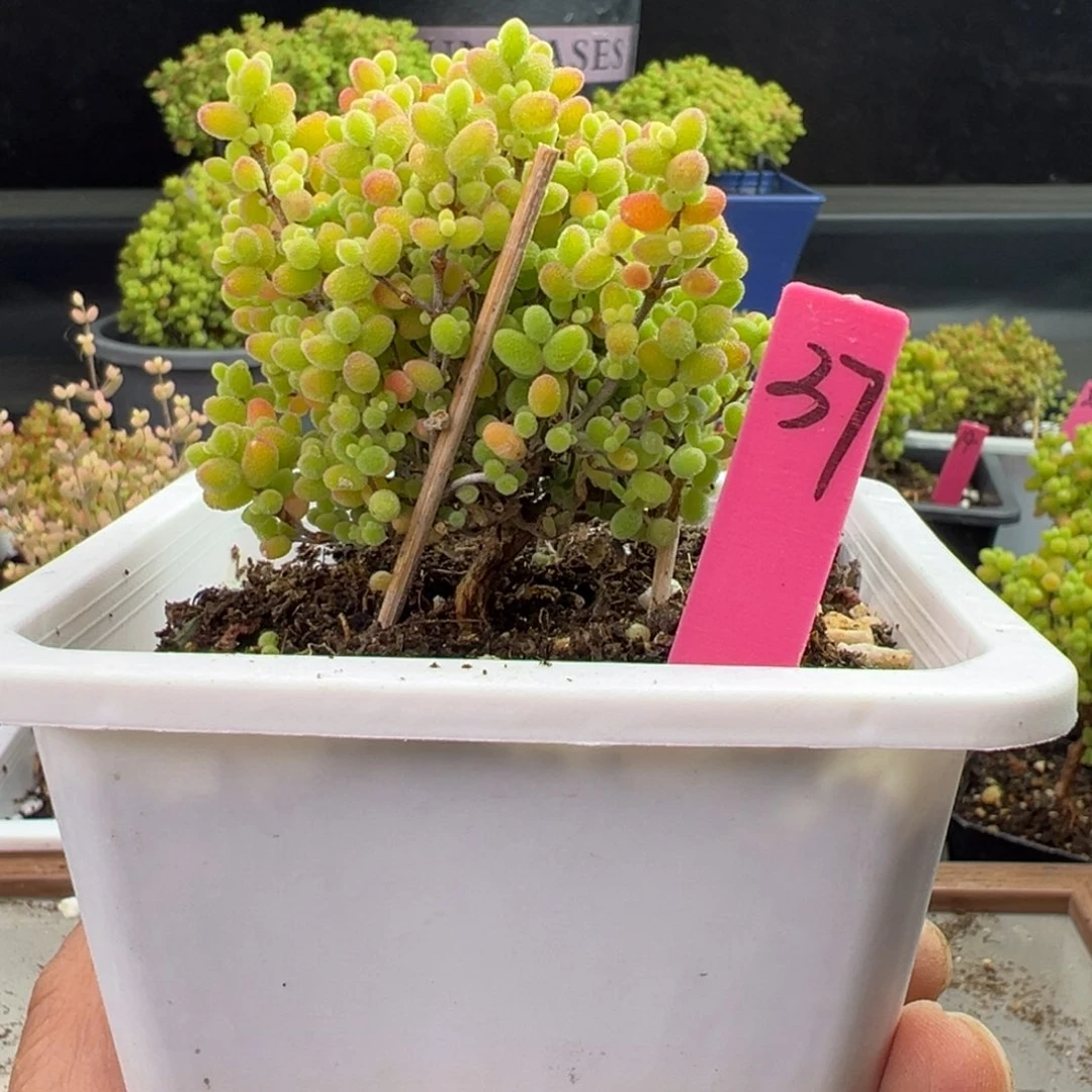 蜜橘糖球37号10cm盆