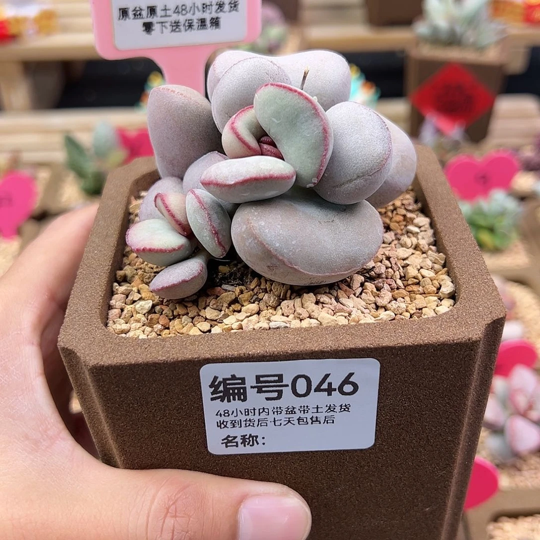 小*宝046白肌红蛋多肉植物