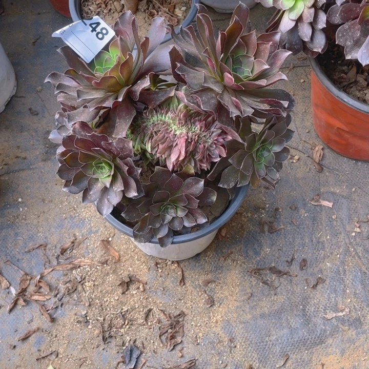 多肉倾城缀化嫁接魅金玫瑰248