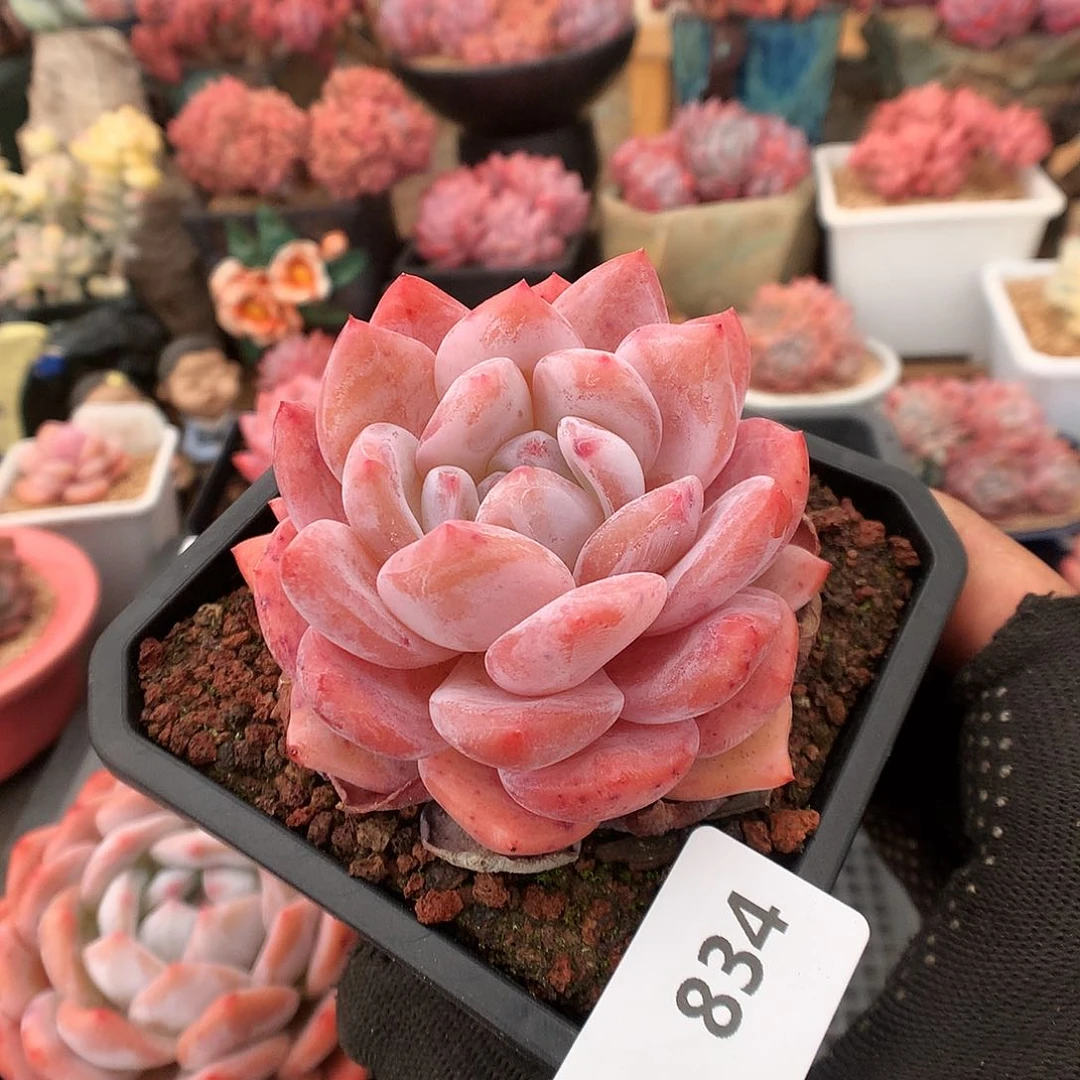 834冰透橙多肉植物6633