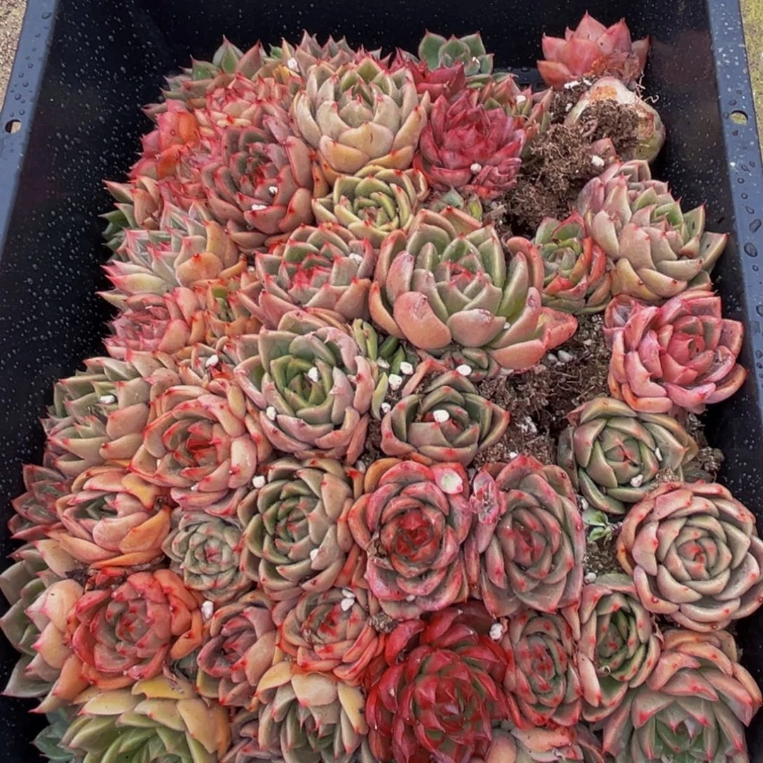 761多肉植物的生长发育规